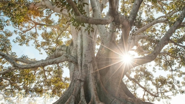 "Antiphon for the Holy Spirit"