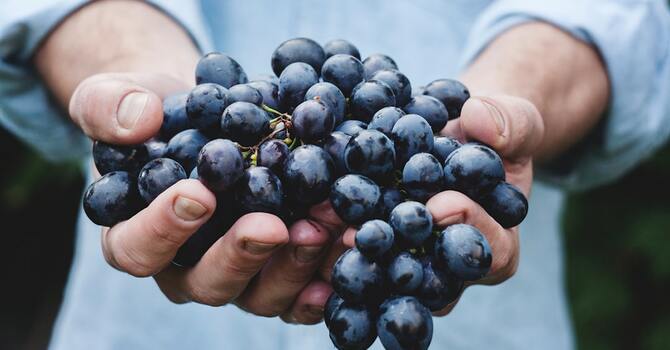 Bearing Much Fruit through Abiding image