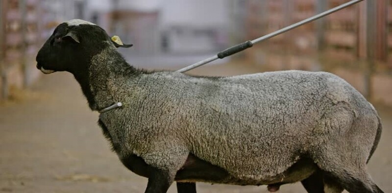 The Shepherd cares for his sheep
