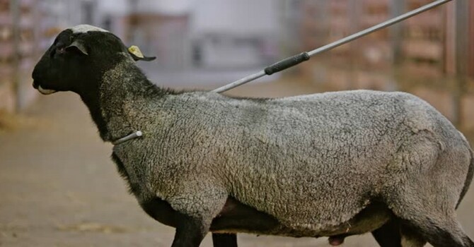 The Shepherd cares for his sheep