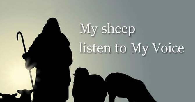 My Sheep Listen to My Voice
