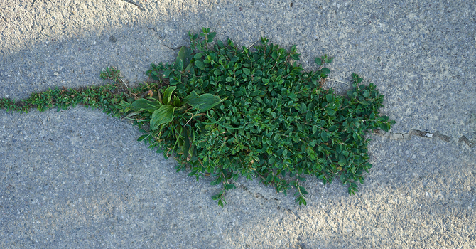 Life grinds through heavy asphalt