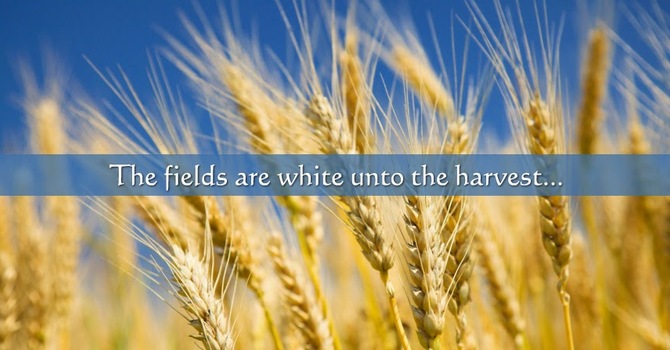 The Fields Are White Already to Harvest image