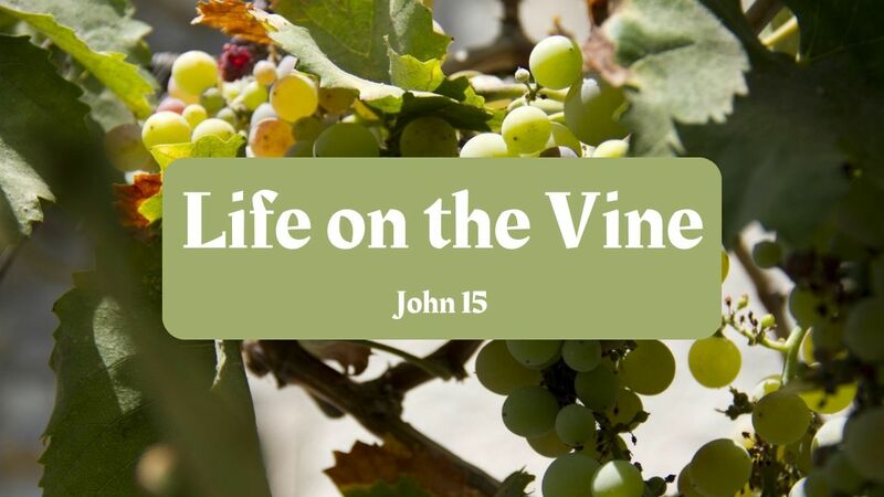 Life on the Vine Revisted