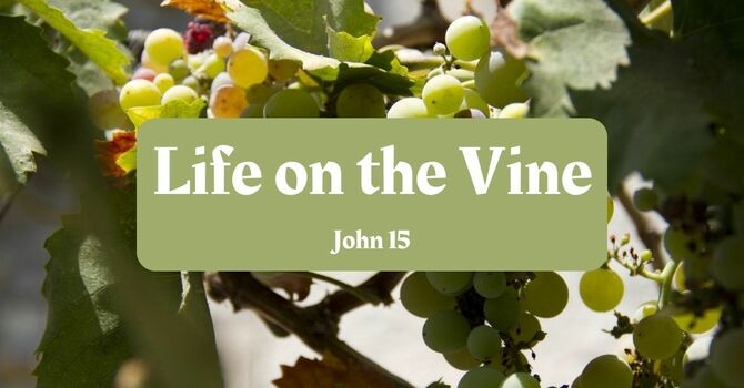 Life on the Vine Revisted