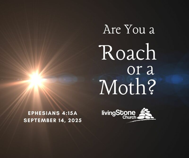 Are You A Moth or A Roach?