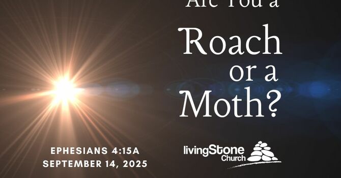 Are You A Moth or A Roach?