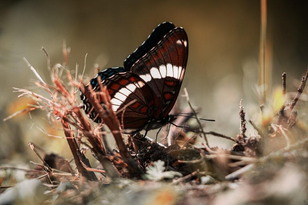 Slideshow image