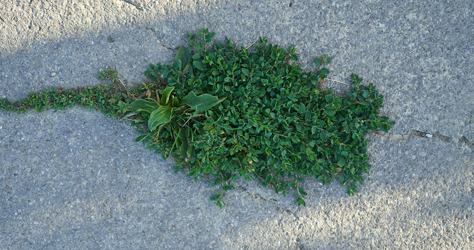 Life grinds through heavy asphalt
