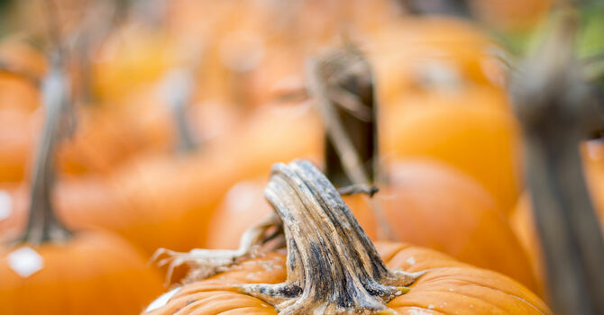 Pumpkin Carving