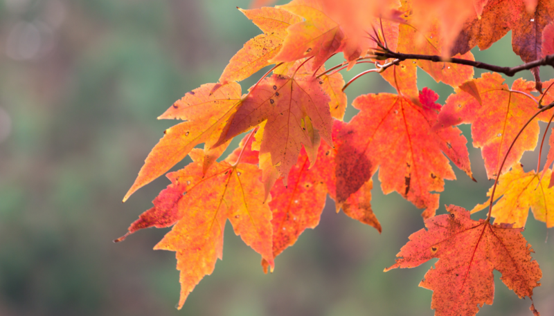 Twenty-second Sunday after Pentecost