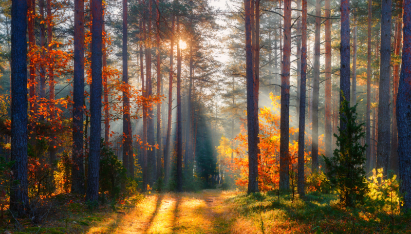 Twenty-third Sunday after Pentecost