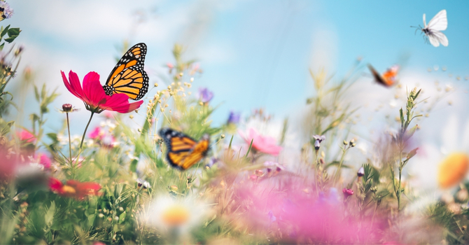 Live Your Gratitude image