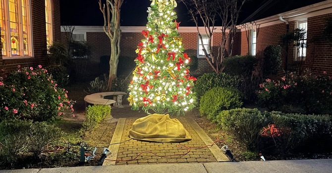 Lighting Of The Ribbon Tree