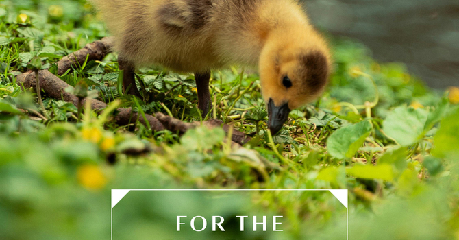 I Will call Upon Lord  image