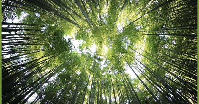 Faithful Participation: Living in God’s Creation  image