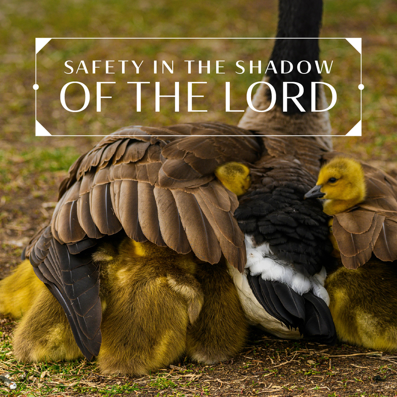 Safety in the Shadow of the Lord