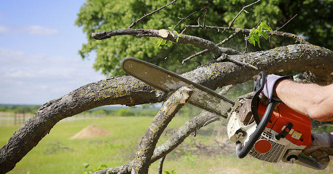 Tree Removal and/or Pruning