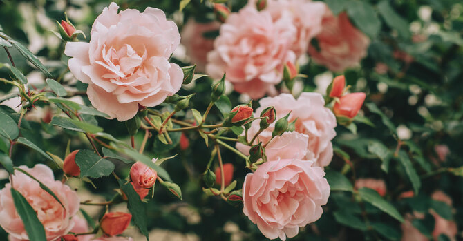 Don’t Pick a Flower, Boil an Egg, or Pet a Dog Without Worshiping a Glorious God image