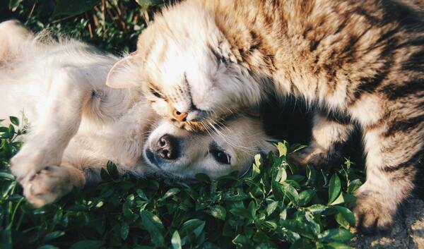 Blessing of the Pets