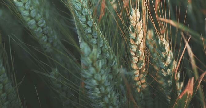 The Abundant Christian Life 