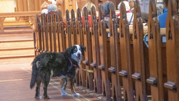 Blessing of the Animals