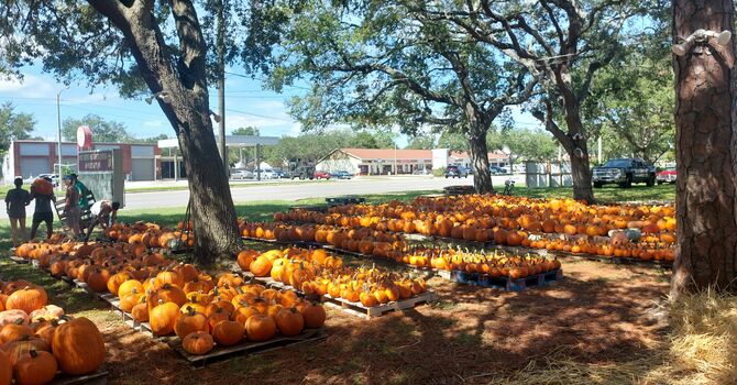  Our Annual Pumpkin Patch Returns!  image