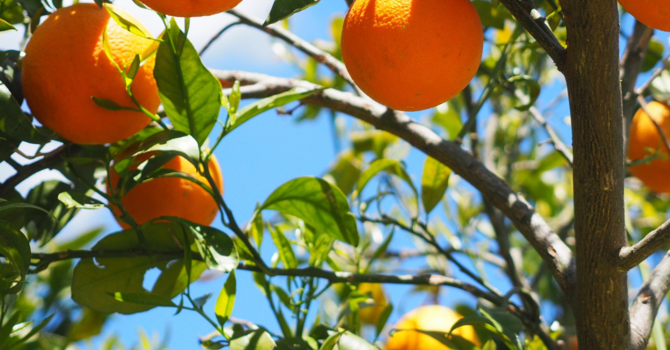 Orange