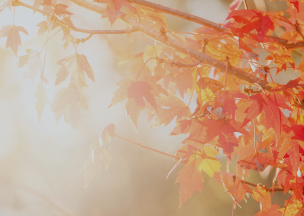 Thanksgiving Letter from Dean Tim