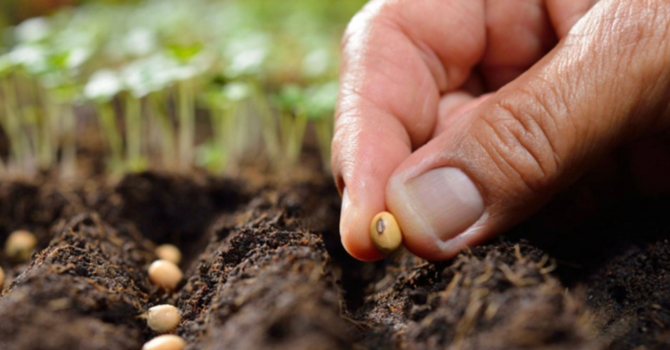 You Are A Planter