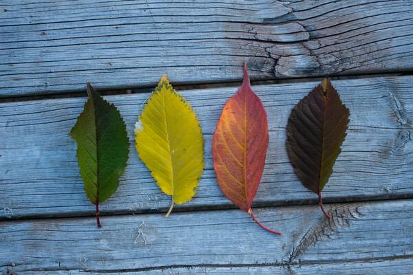 The Four Greats
