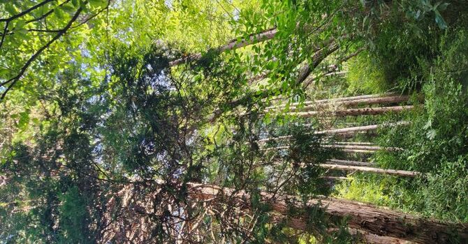 Haiku & Reflections from Japan: FOREST BATHING: Shinrin-Yoku image