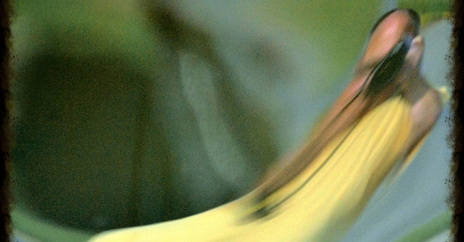 Why to Steer Clear of Forgiveness Distortions