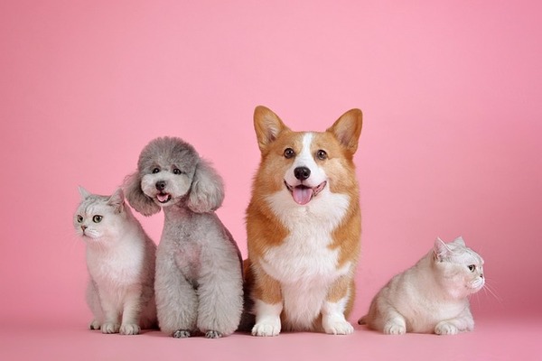 Blessing of Animals