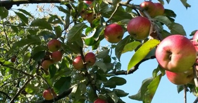 Harvest Thanksgiving 