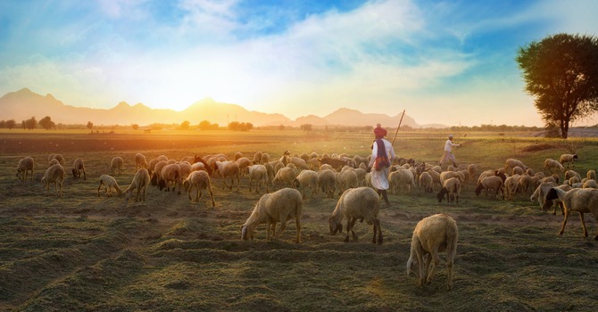 The Chief Shepherd and His Undershepherds image
