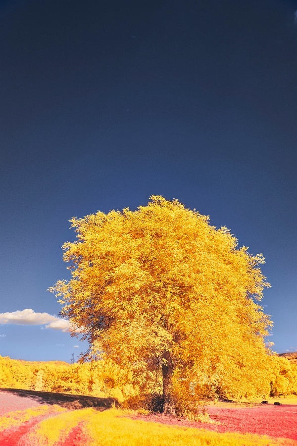 Bulletin for October 5, 2025