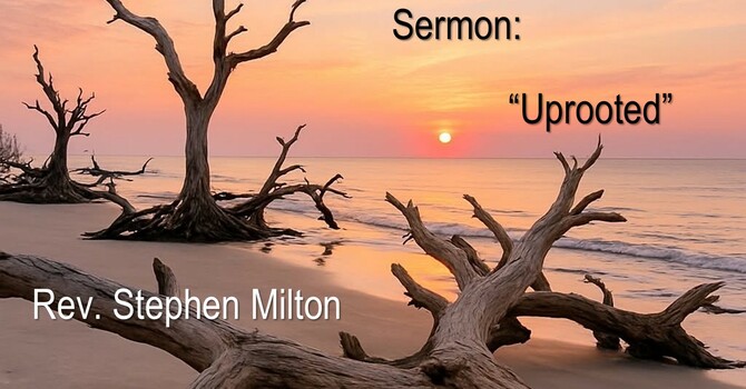 Uprooted