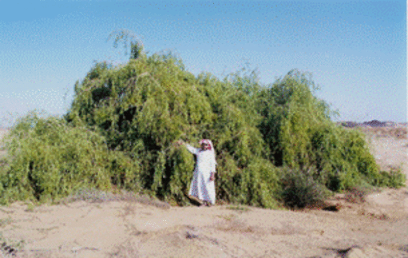 A mustard seed faith