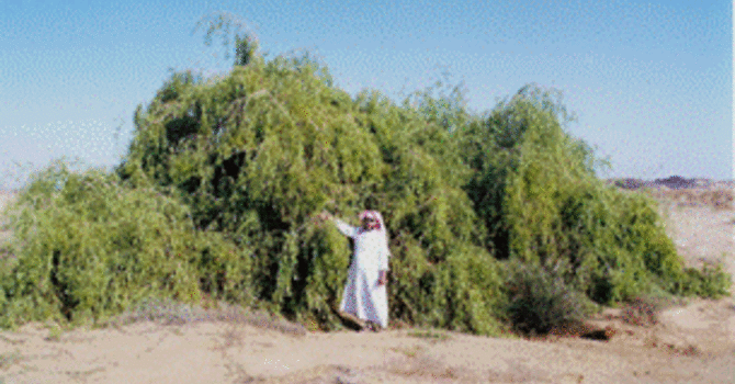 A mustard seed faith