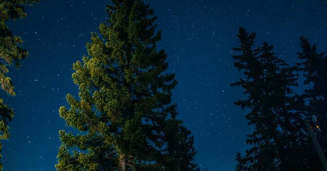 Longest Night