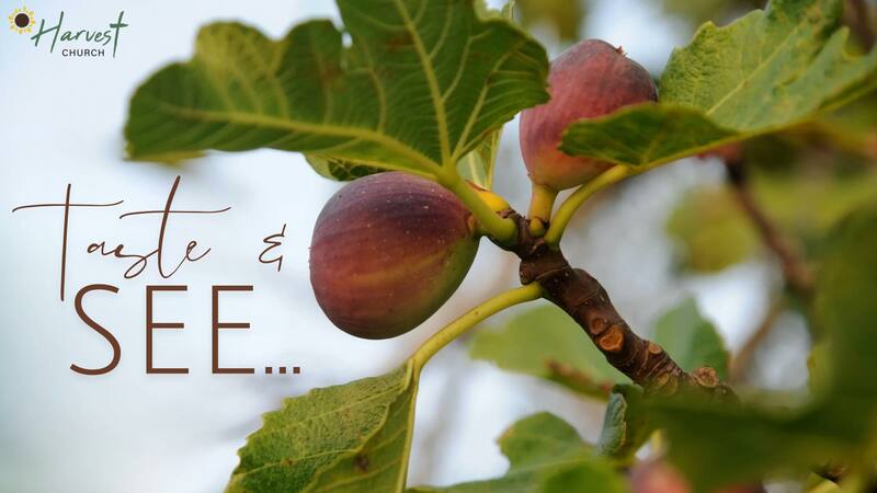 Taste and See - A Taste of Truth From Romans 1