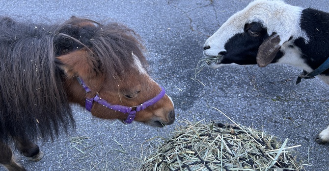 Barnyard Blessing a feast for all