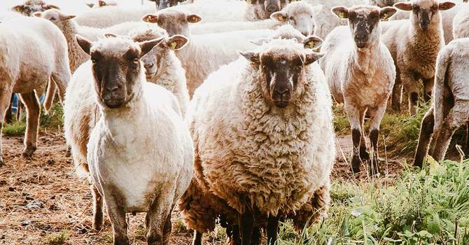 Feeding the Flock with the Word image