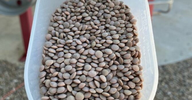 96,000 lbs of Lentils donated! image