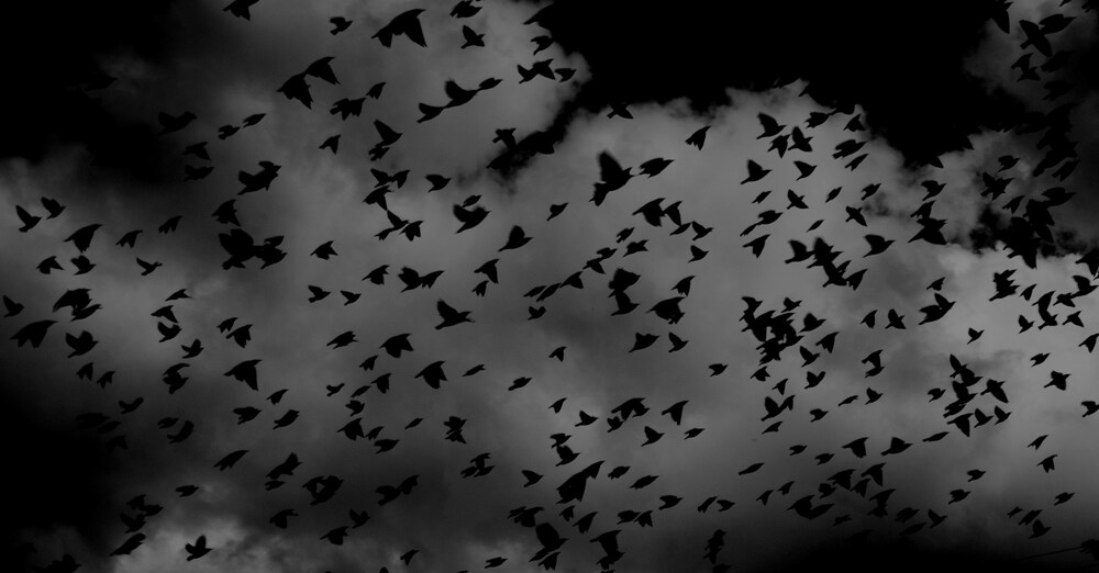 “NIGHT WITH EBON PINION”