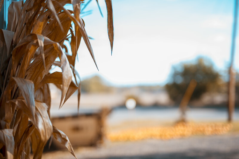 Jesus Is Coming Back For The Harvest