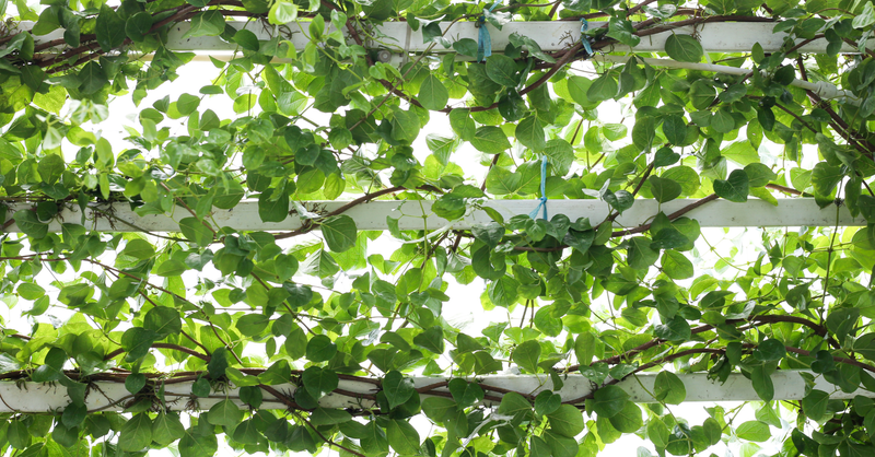 Trellis of Rest