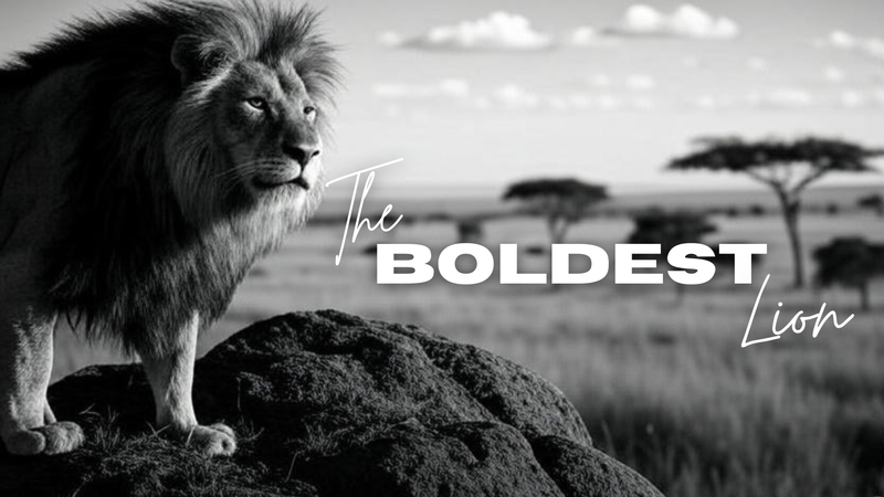 The Boldest Lion