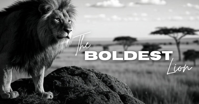 The Boldest Lion